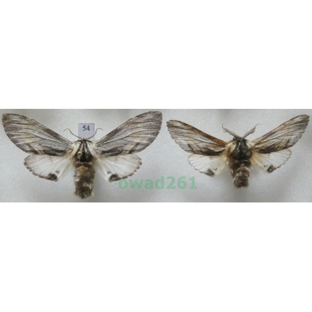 Harpyia milhauseri (Fabricius, 1775) pair Czech54